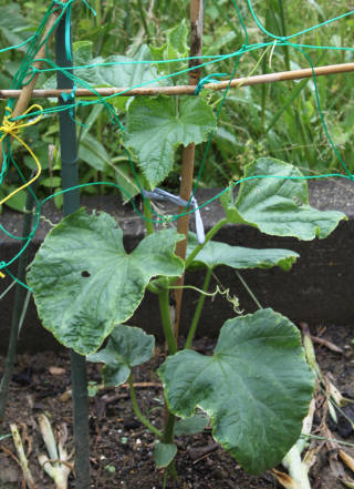 胡瓜に支柱、脇芽とり