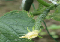 胡瓜の雌花