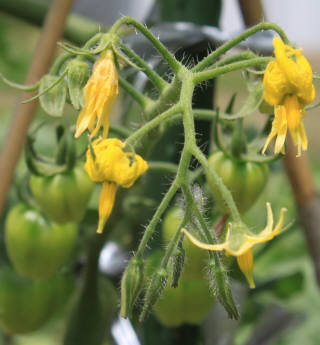 ミニトマト花と実