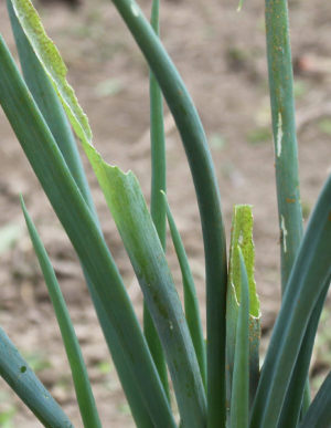 家庭菜園で葱が芋虫に食べらた跡