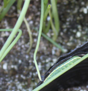玉ねぎの害虫