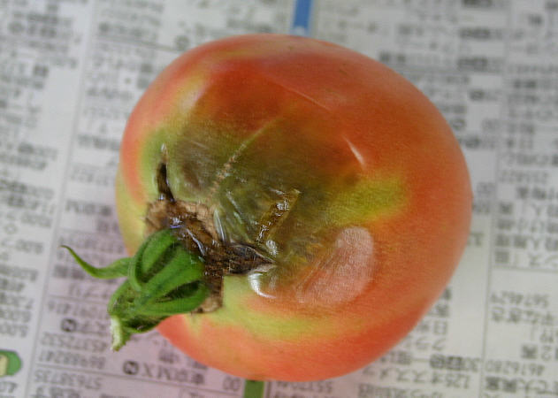 トマトの病気(尻腐れ病)