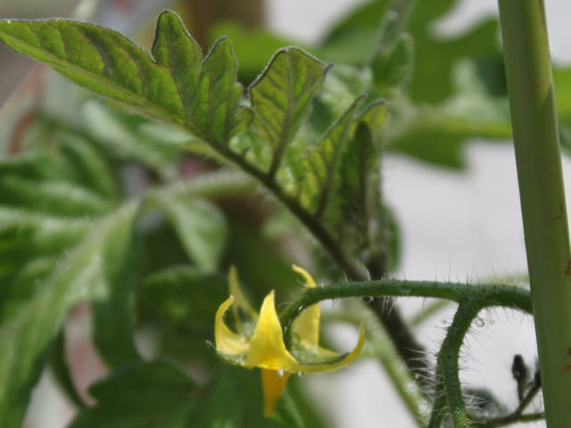 ミニトマト、フルーツガーネットの花