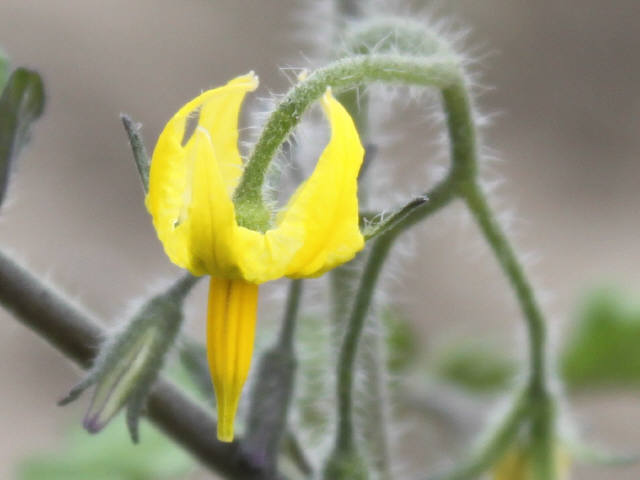 トマトの花（アイコ）