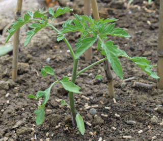 トマトの植え付け苗