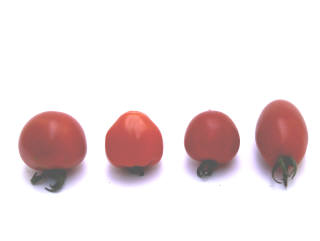トマトの赤い実4種