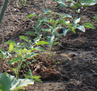 トマトの自然発芽苗の成長