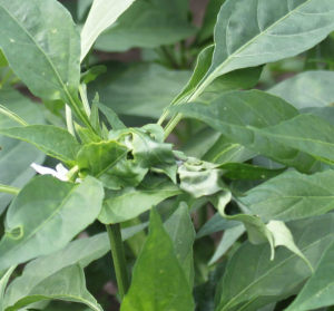 唐辛子の葉を丸めて中にいた芋虫(ワタノメイガ)