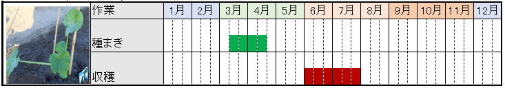 ズッキーニ栽培スケジュール