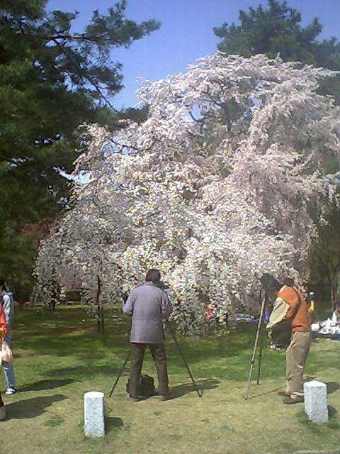 桜2002_3