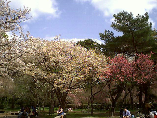 桜&桃2002