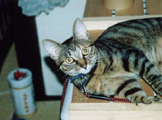 ine.jpg (20497 �o�C�g)