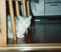 kid.jpg (13147 �o�C�g)