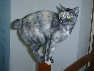 komau.jpg (12285 �o�C�g)