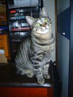 raiki.jpg (16301 �o�C�g)