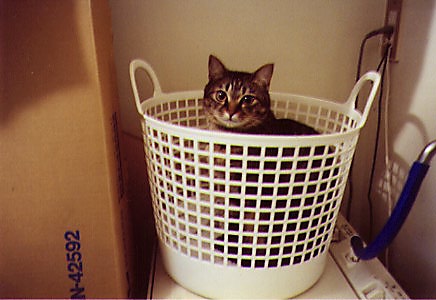 toto-1.jpg (35106 �o�C�g)