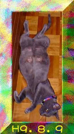 haineko.jpg (42597 �o�C�g)