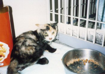 hana.jpg (21974 �o�C�g)