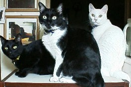 s-r-r-1.jpg (18025 �o�C�g)