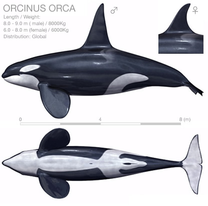 What S Orca