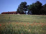 Toscanaの風景3(Siena→S.Galgano)