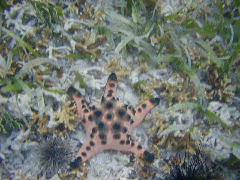 starfish