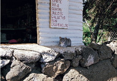 �^�n�C�̂��X