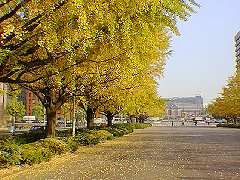 東京駅銀杏並木