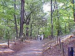 平林寺雑木林