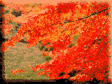 紅葉