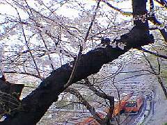 外濠公園