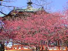 上野公園寒緋桜