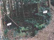 �y���ƌ@��