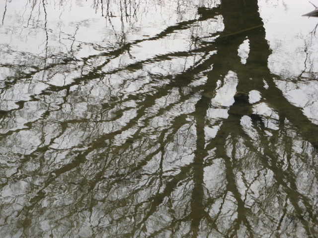 a tree under the water