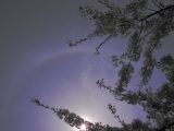 Halo over Cherry Blossoms