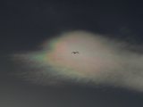 A Bird Flys under Iridescent Clouds