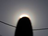 pollen corona over a finger