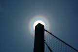 Pollen Corona (Japanese Ceder)