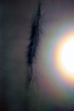 vivid Corona