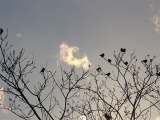 Iridescent Cloud and Sparrows