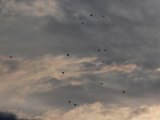 Iridescent Cloud (and Birds)