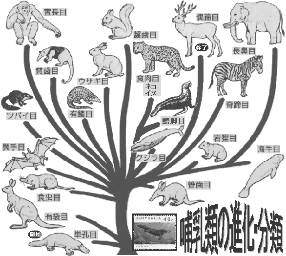 哺乳類の進化 東京大学出版会 格安 中嶋クリアブのブログ 哺乳類の進化 東京大学出版会 格安 中嶋クリアブのブログ