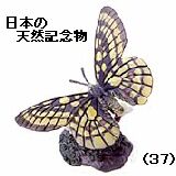 ハニングトンウスバシロチョウ ウスバアゲハ族のページ：リスト2