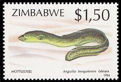 African Mottled Eel