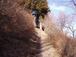 Ȗ