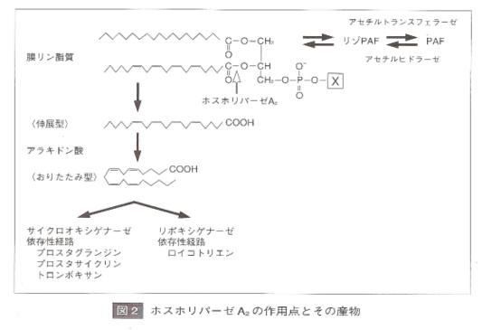 アラキドン酸経路