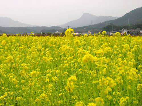 Rape Blossoms in Amakusa Islands