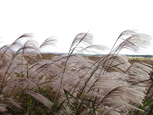 Japanese pampas grass