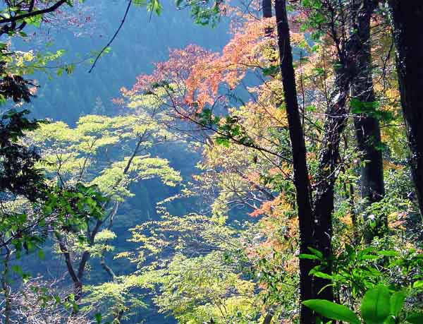 Kikuchi Glen in Autumn Colors