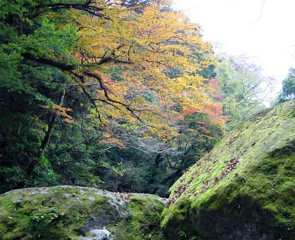 Kikuchi glen in autumn colors